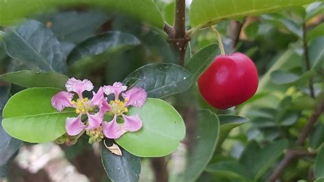 西印度櫻桃風水|樂心栽花Happy to plant: 西印度櫻桃~形巧色豔果香像。